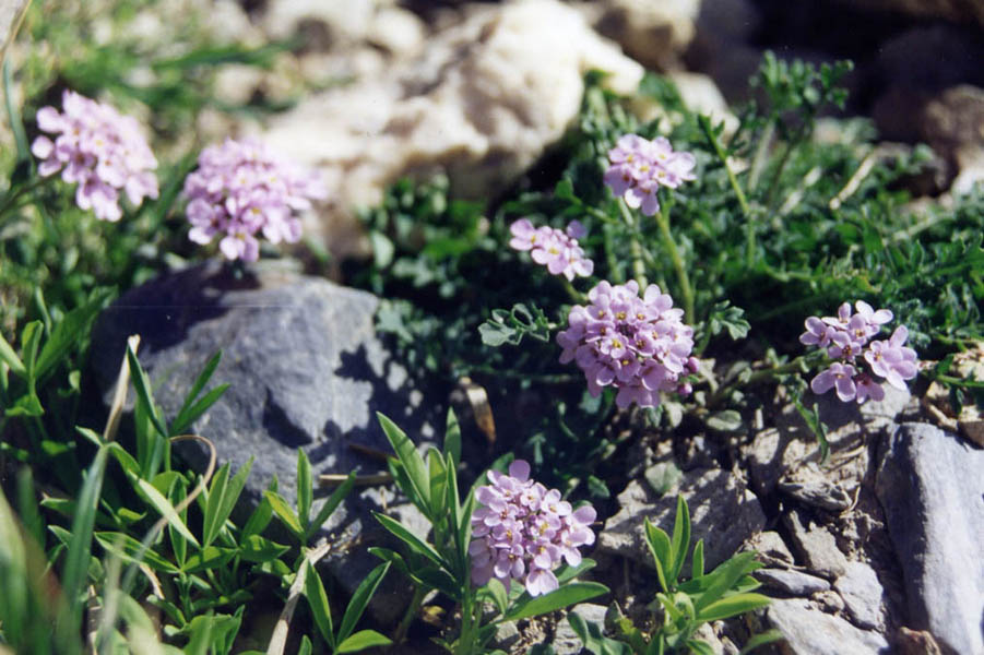 Iberis spathulata ssp spathulata en fleurs sur des éboulis mobiles des Pyrénées